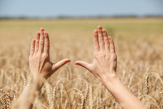 Vrouw hand aanraken van tarwe oren op het veld