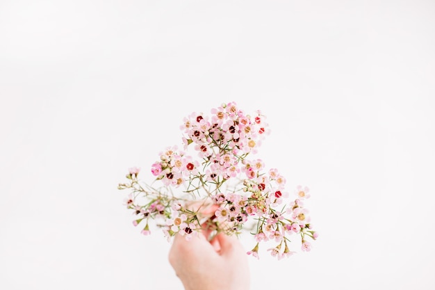 Vrouw hand houden wilde bloemen tak op witte achtergrond. Platliggend, bovenaanzicht