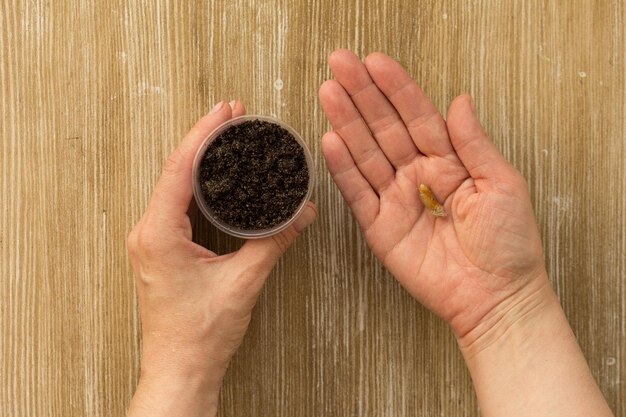 Vrouw hand met beker met bodem en botten van dadels fruit voor plant palm op houten achtergrond