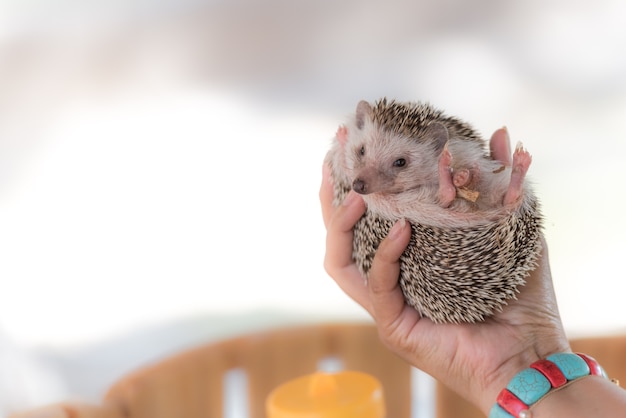 Vrouw hand met egel dier.