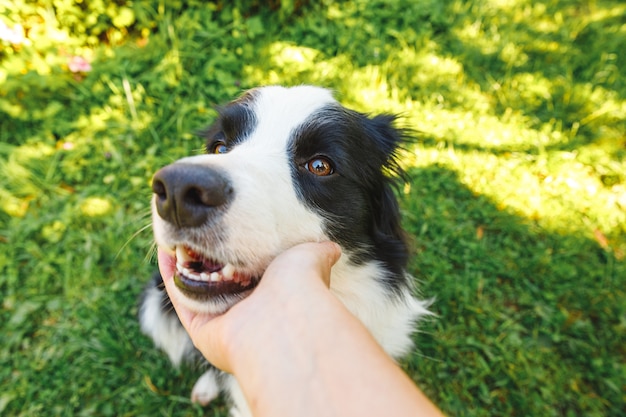 Vrouw hand strelen puppy hondje Bordercollie in zomertuin of stadspark buiten