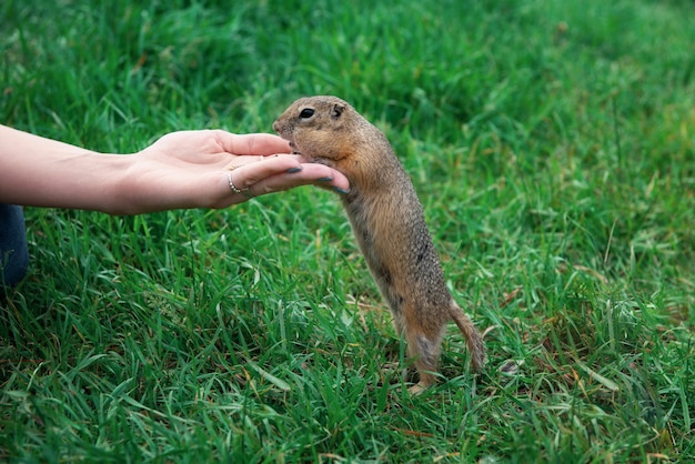 Vrouw hand voeding gopher go