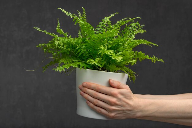 Vrouw handen houdt groene kamerplant in een pot op grijze achtergrond. Kamerplant. Huis decoratie.