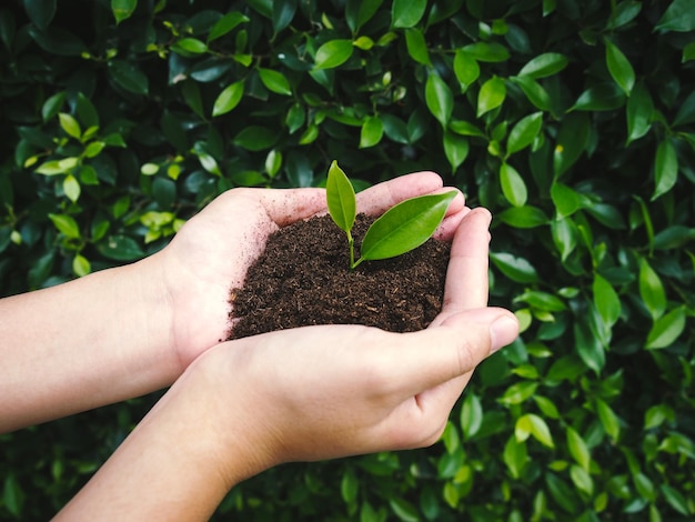 Vrouw handen met bodem met groene plant op natuur achtergrond, ecologie concept.