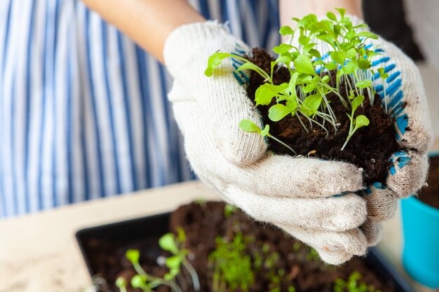 Vrouw handen spruiten planten in pot met vuil of grond in container