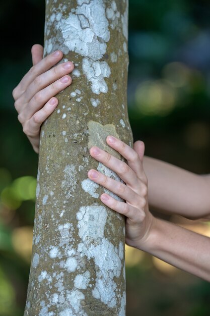 Vrouw handen vasthouden en knuffelen boomschors en boomstam om dichter bij de natuur te voelen