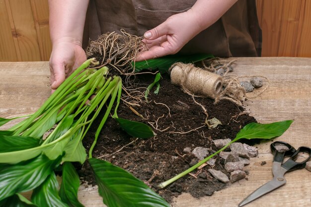 Vrouw herplant plant in een nieuwe pot thuis Verhuizen huis bloem Lente rustieke achtergrond