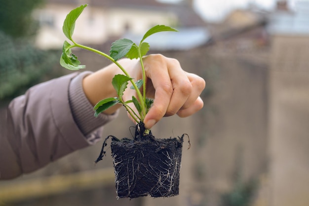 Vrouw houdt aardbeienzaailingen vast voor het planten van de lente