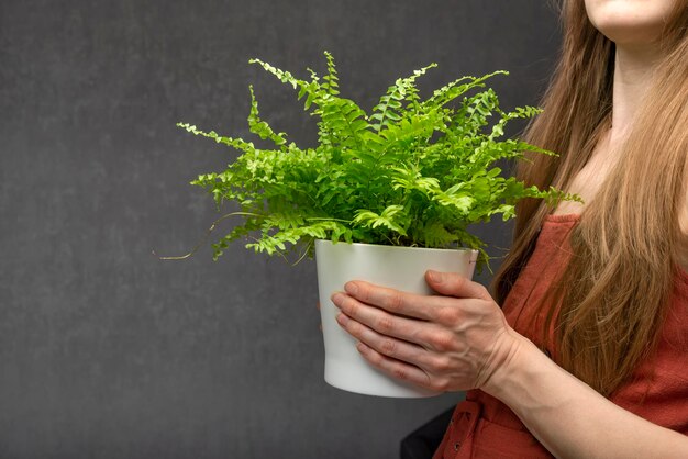 Vrouw houdt groene kamerplant in een pot op grijze achtergrond. Kamerplant. Huis decoratie.