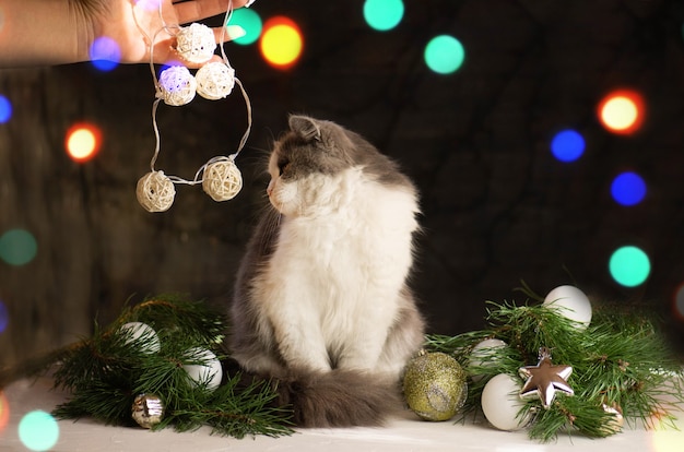 Vrouw houdt haar kat onder de kerstboom. vrouw met kat dichtbij kerstboom thuis
