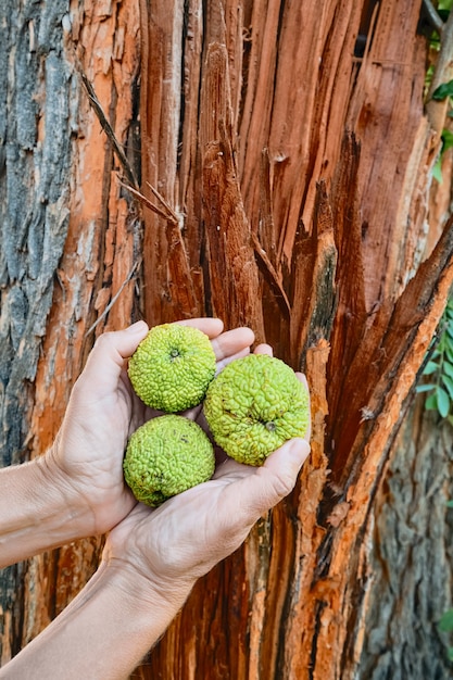 Foto vrouw houdt in haar handen de vruchten van osage orange - maclura pomifera tegen de achtergrond van een gebroken boomstam.