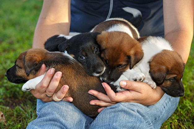 Foto vrouw houdt in handen puppy als vlotte fox terrier