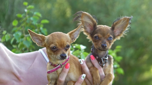 Vrouw houdt twee honden in haar handen