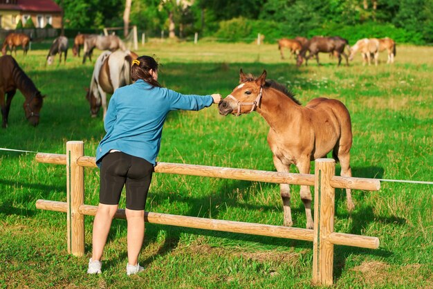 Vrouw houdt van dieren Meisje en paard in de zomerweide Avondzonlicht op de paardenboerderij