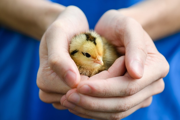 Foto vrouw in blauwe jurk houdt kleine schattige gele pasgeboren kippenkip in handen, warmt op, boerderijvogels