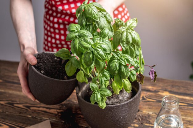 Vrouw in een rode schort plant groene basilicumzaailingen in een grotere pot en zorgt voor hen Concept van het tuinieren van de landbouwlente