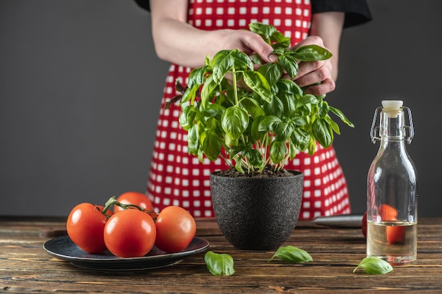 Foto vrouw in een rode schort plukt een blad van verse basilicum dat in een pot groeit concept van het koken van salade en andere gerechten van gezonde zelfgemaakte groenten