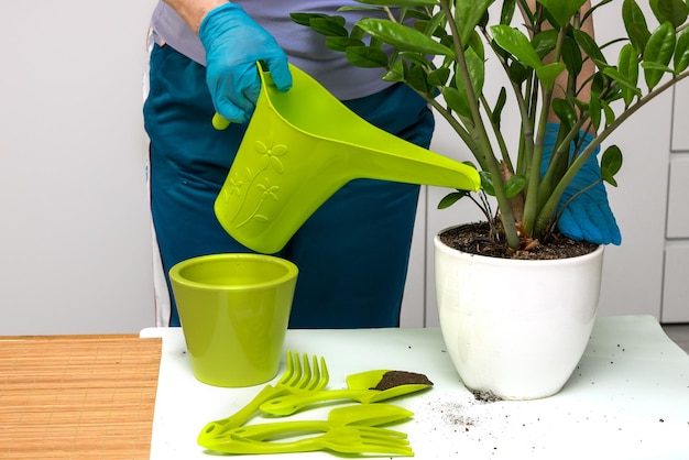 Vrouw in handschoenen water een pas getransplanteerd zamiokulkas tuingereedschap ligt op tafel