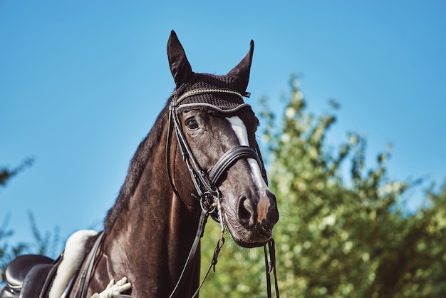 Vrouw jockey met zijn paard