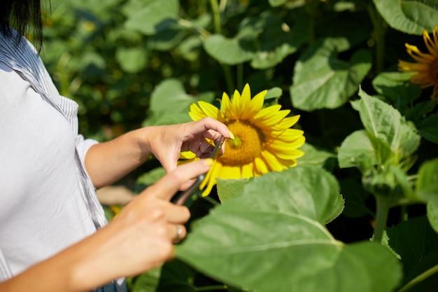 Vrouw landbouwer agronoom controleren kwaliteit oogst greep tablet op veld biologische zonnebloemen