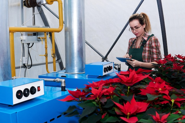 Vrouw landbouwingenieur werkt met apparatuur in een kas waar rode poinsettia bloemen groeien