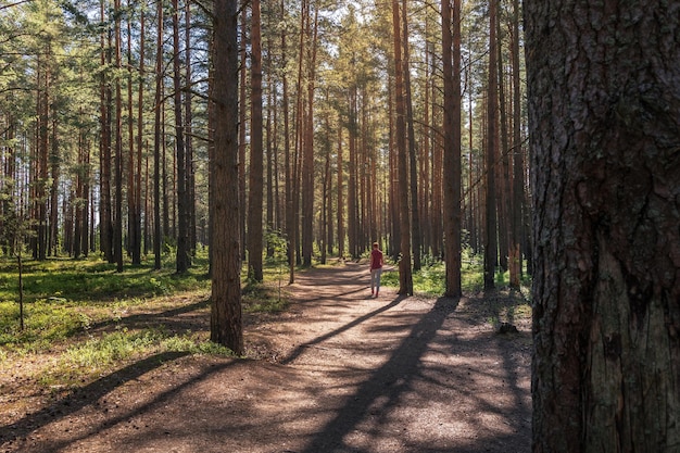 Vrouw loopt door bos met hoge rechte pijnbomen langs breed pad op zonnige zomerdag