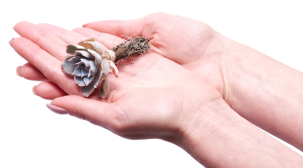 Vrouw met echeveria sappige gewortelde snijplant in de hand