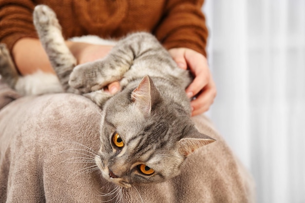 Vrouw met een lieve grijze kat in de hand