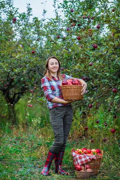 Vrouw met een mand vol rode appels in de tuin Biologische appels oogsten