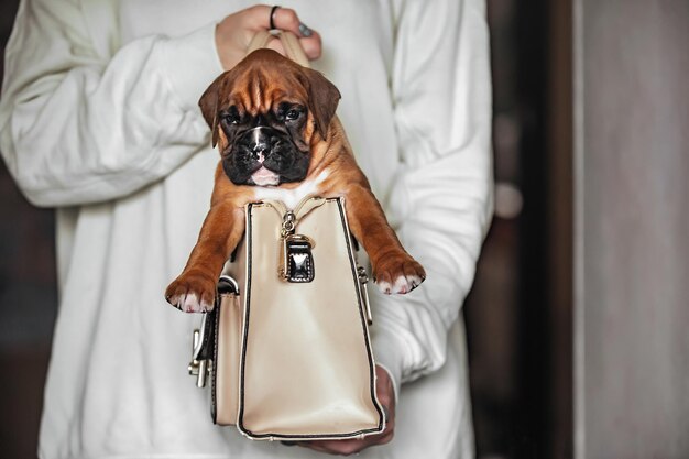 vrouw met een tas met een kleine puppy in haar handen