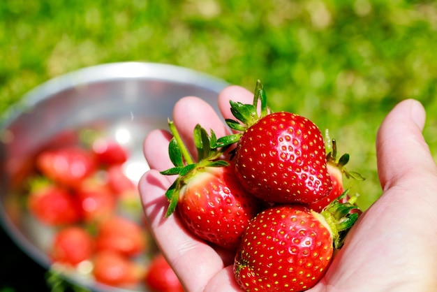 Vrouw met grote rode en rijpe aardbeien