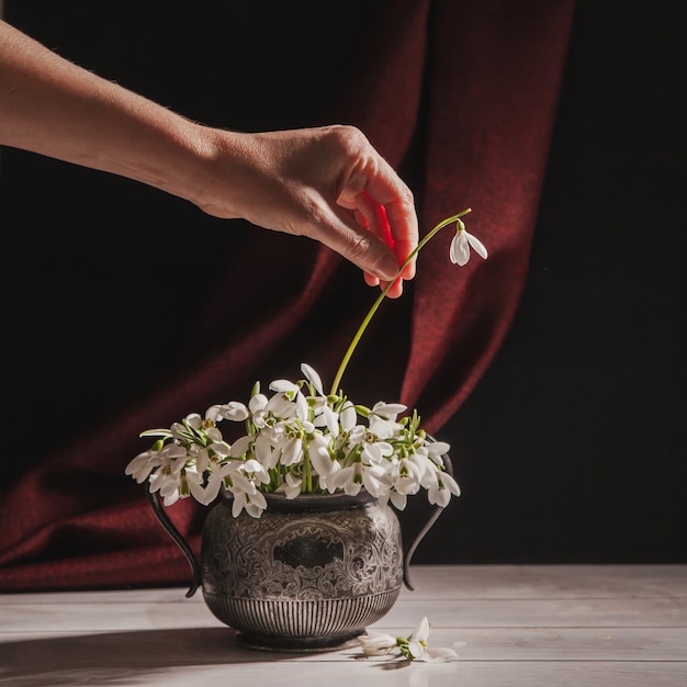 Vrouw met haar hand zet een bloem in het boeket van witte sneeuwklokjes Galanthus nivalis in vintage retro pot op donkere tinten met rode stof oppervlak.