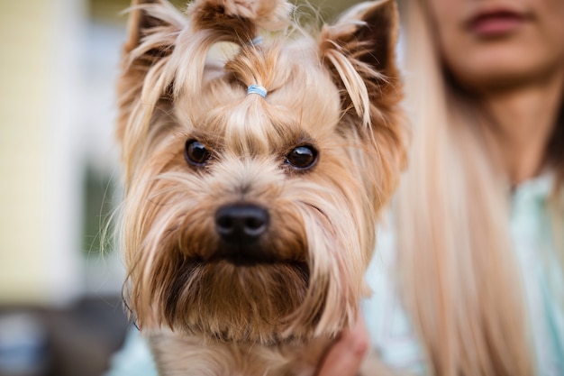 Vrouw met hand yorkshire terrier hond