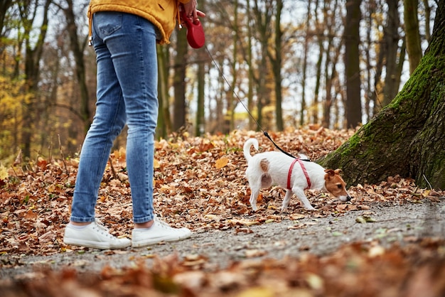 Vrouw met hond wandeling in herfst park