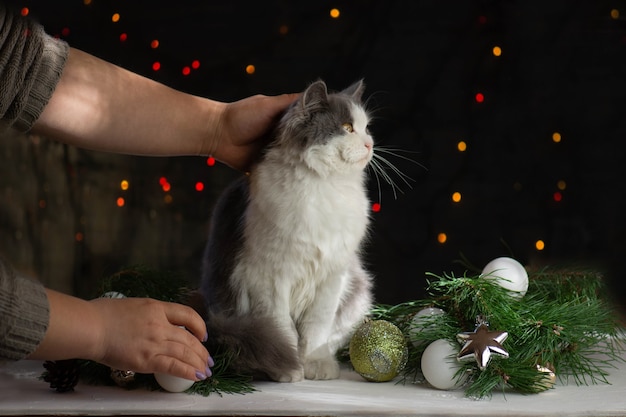 Vrouw met kat in de buurt van kerstboom thuis. Thuis plezier maken met huisdier met Kerstmis