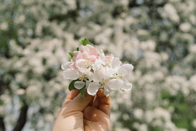 Vrouw met lentebloemen in haar handen lentebloemen