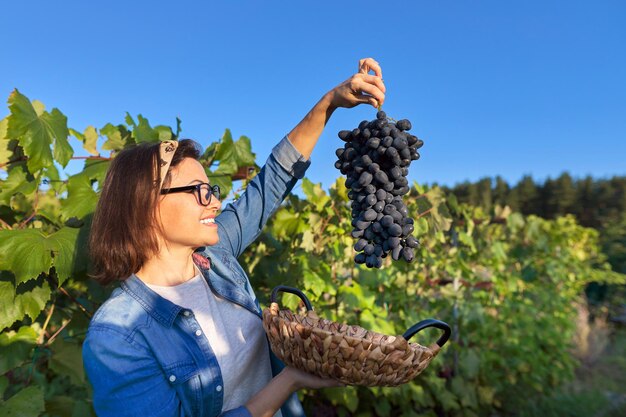 Vrouw met mand met druiven in zonsondergang wijngaard, vrouw toont grote tros blauwe rijpe druiven