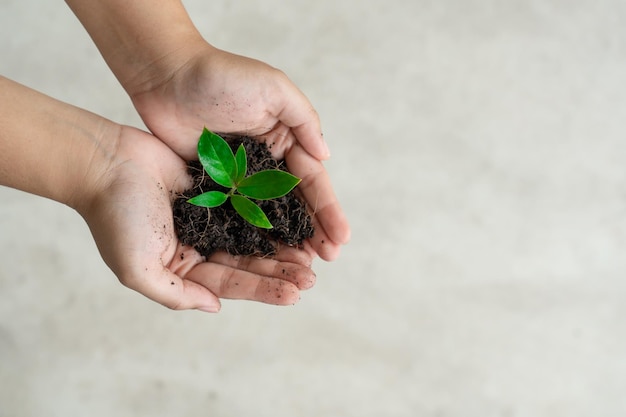 Vrouw met plant op mooie handen planten voor een goed milieu