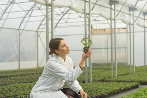 Vrouw met potplant in kas kwekerij. Zaailingen Kas.