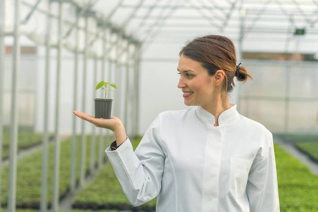 Vrouw met potplant in kas kwekerij. Zaailingen Kas.