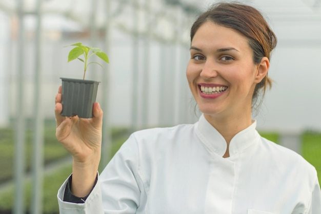 Vrouw met potplant in kas kwekerij. Zaailingen Kas.