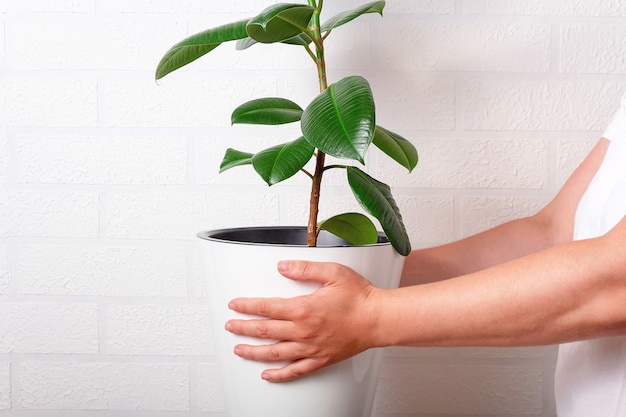 Vrouw met witte pot met grote plant