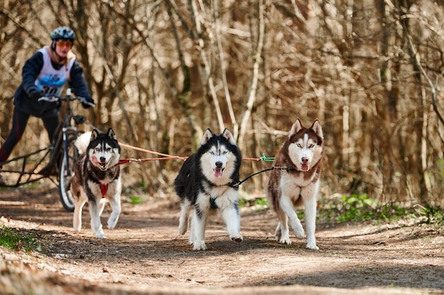 Vrouw musher rijdt op driewielige kar met drie Siberische Husky sledehonden in harnas op bos