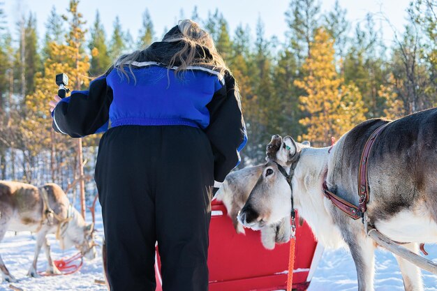 Vrouw neemt foto van rendieren in de winter Rovaniemi, Finland, Lapland