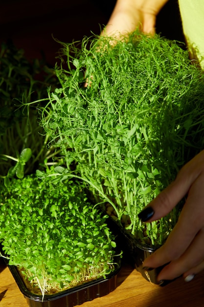 Vrouw neemt microgreens