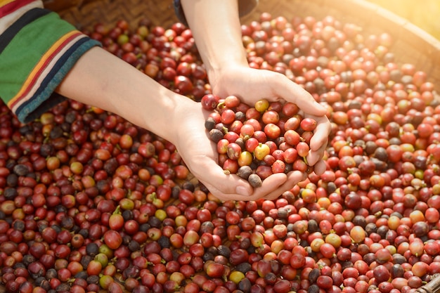 Vrouw niet-geïdentificeerde koffieboer oogst koffiebessen in de koffie boerderij, arabica koffiebessen met landbouwkundige handen, vintage stijl, thailand