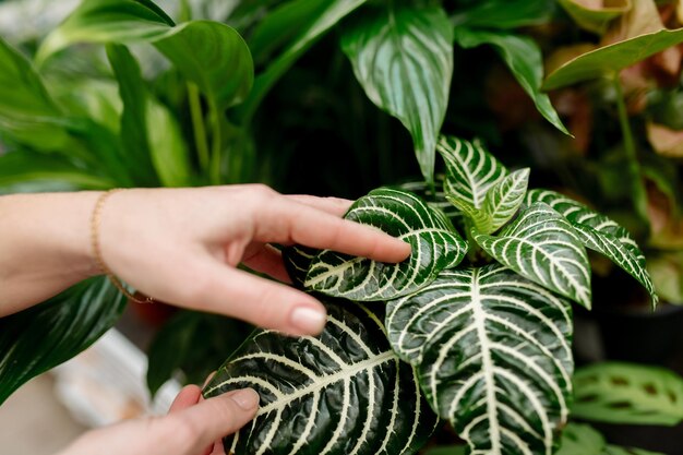 Vrouw onderzoekt bladeren van planten in bloemenwinkel