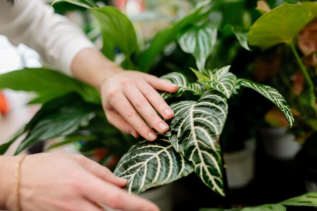 Vrouw onderzoekt bladeren van planten in bloemenwinkel