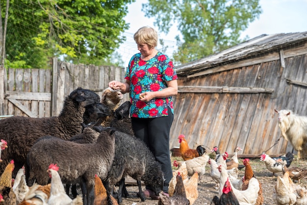 Foto vrouw op haar schapenboerderij, dieren en natuur