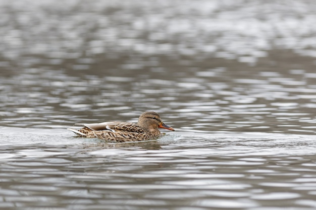 Vrouw op het water van de rivier in het vroege voorjaar